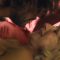 Love Ranch nude scenes preview Love Ranch nude scenes